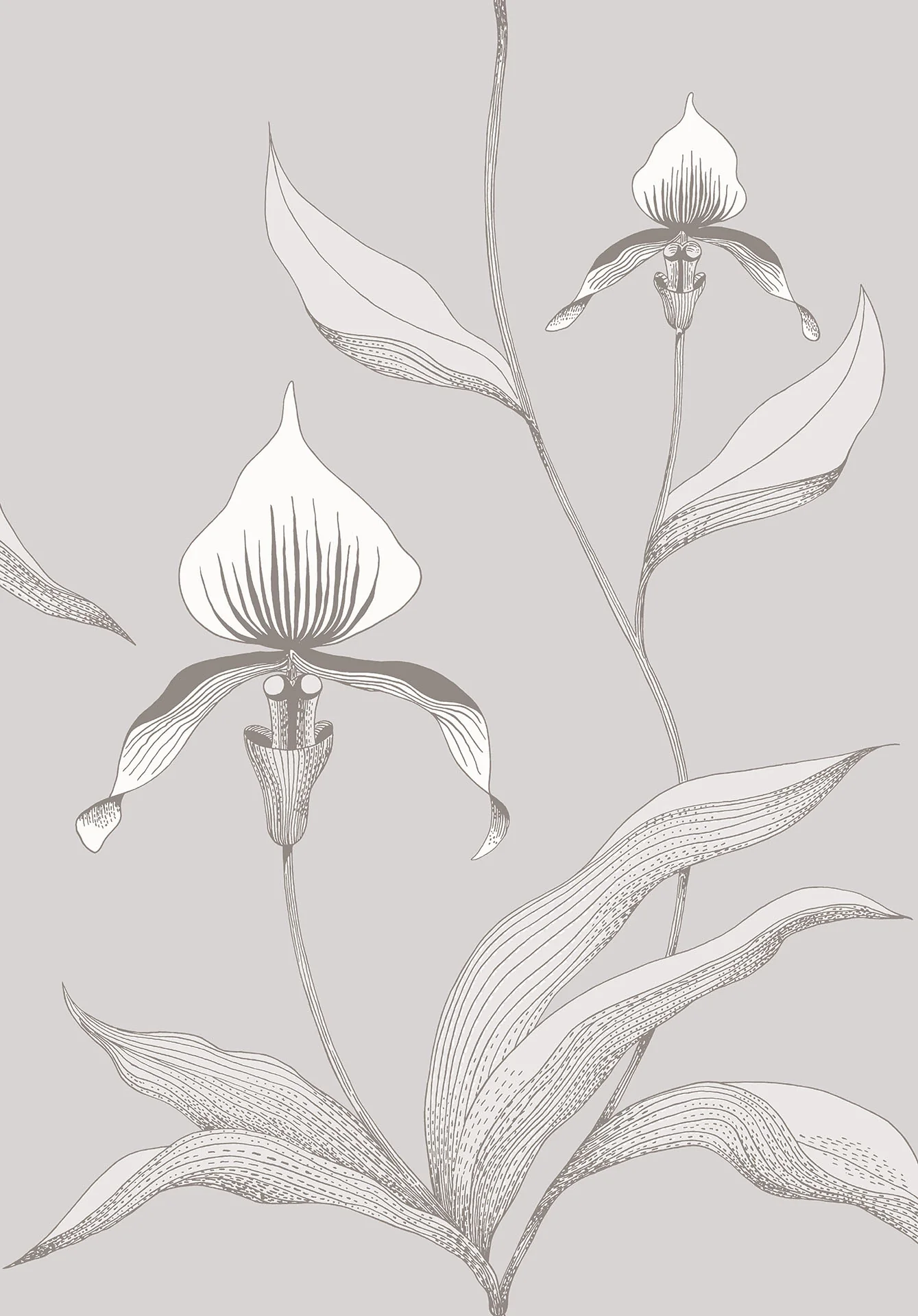 Cole & Son Orchid