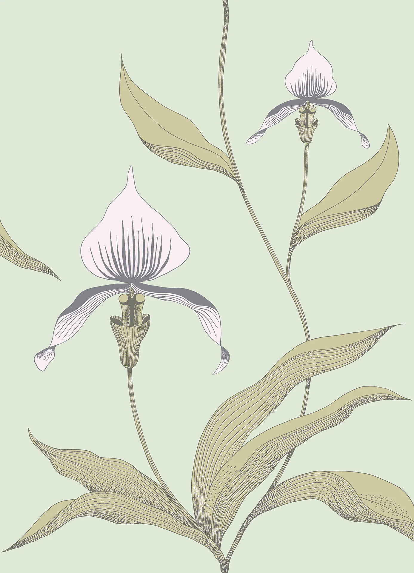 Cole & Son Orchid