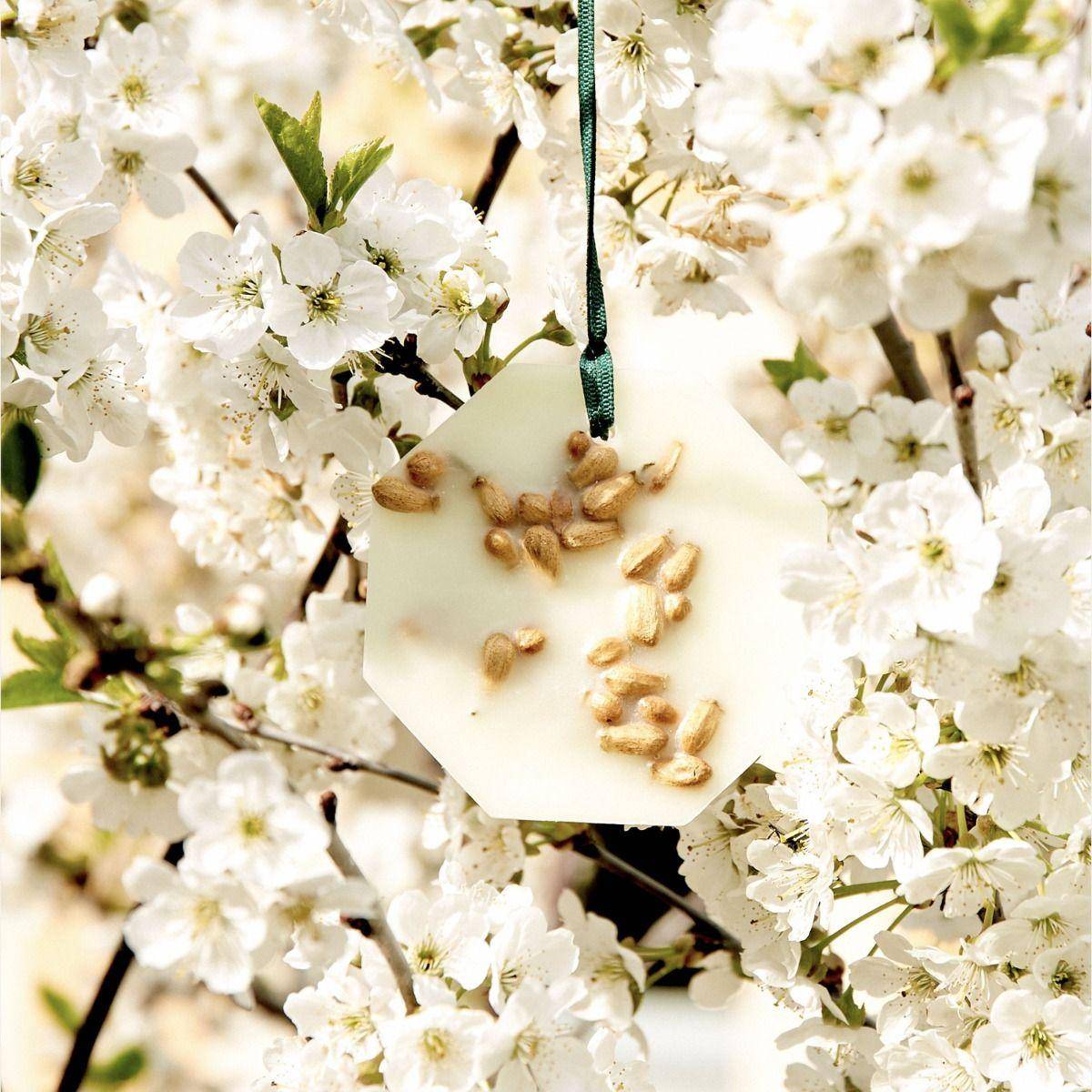 Carrière Frères Orange Blossom (Citrus Dulcis)