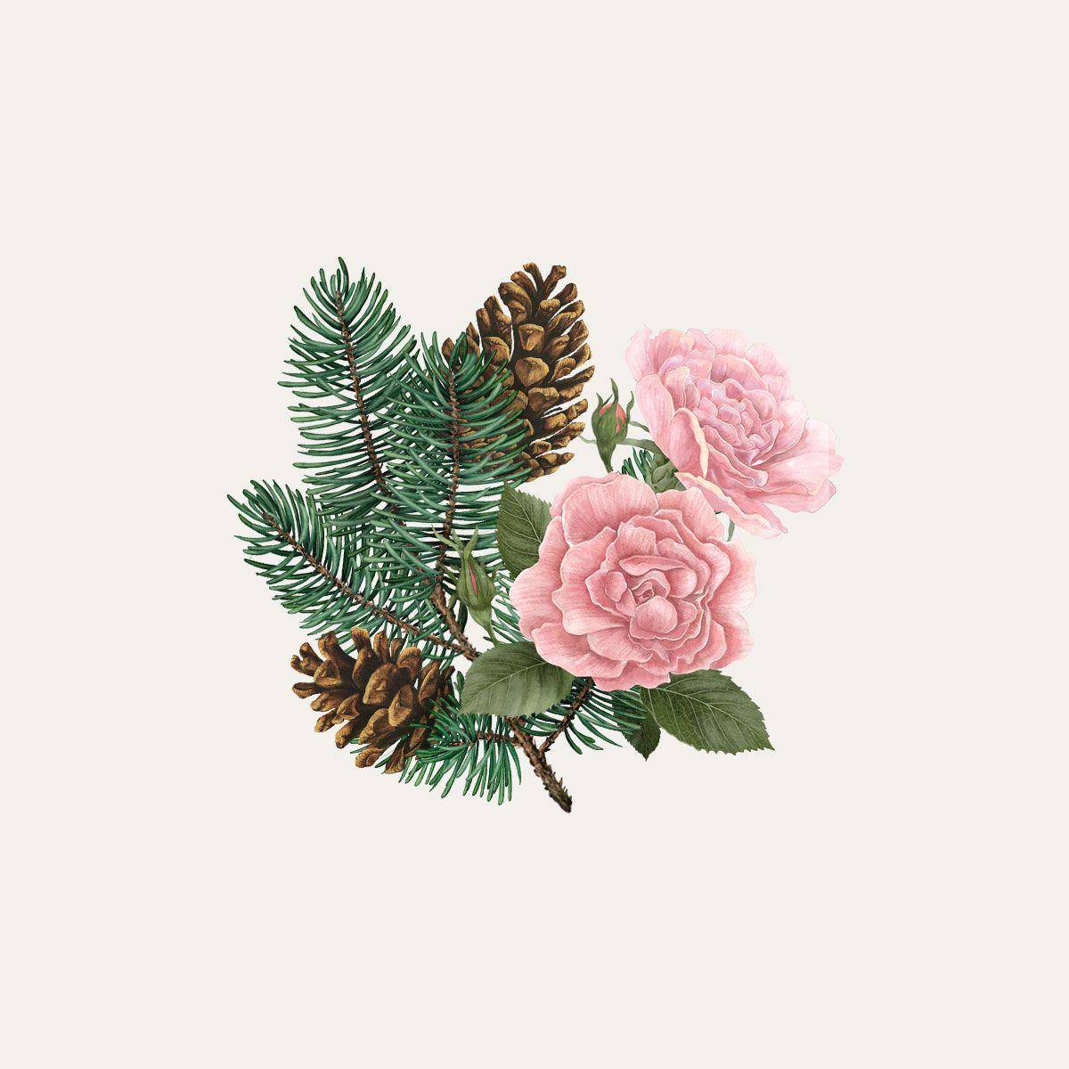 Carrière Frères Siberian Pine & Winter Rose