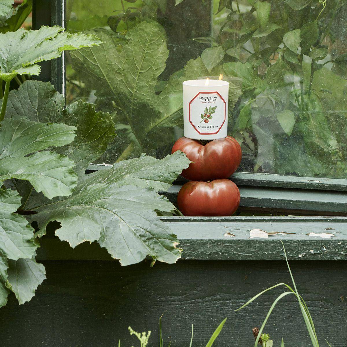 Carrière Frères Tomato (Lycopersicon Esculentum)